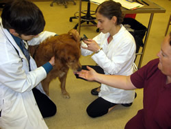 Treats help redirect the animal's attention during an examination