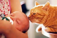 Allow your cat to bond with the baby