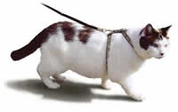 Walking your cat with a harness