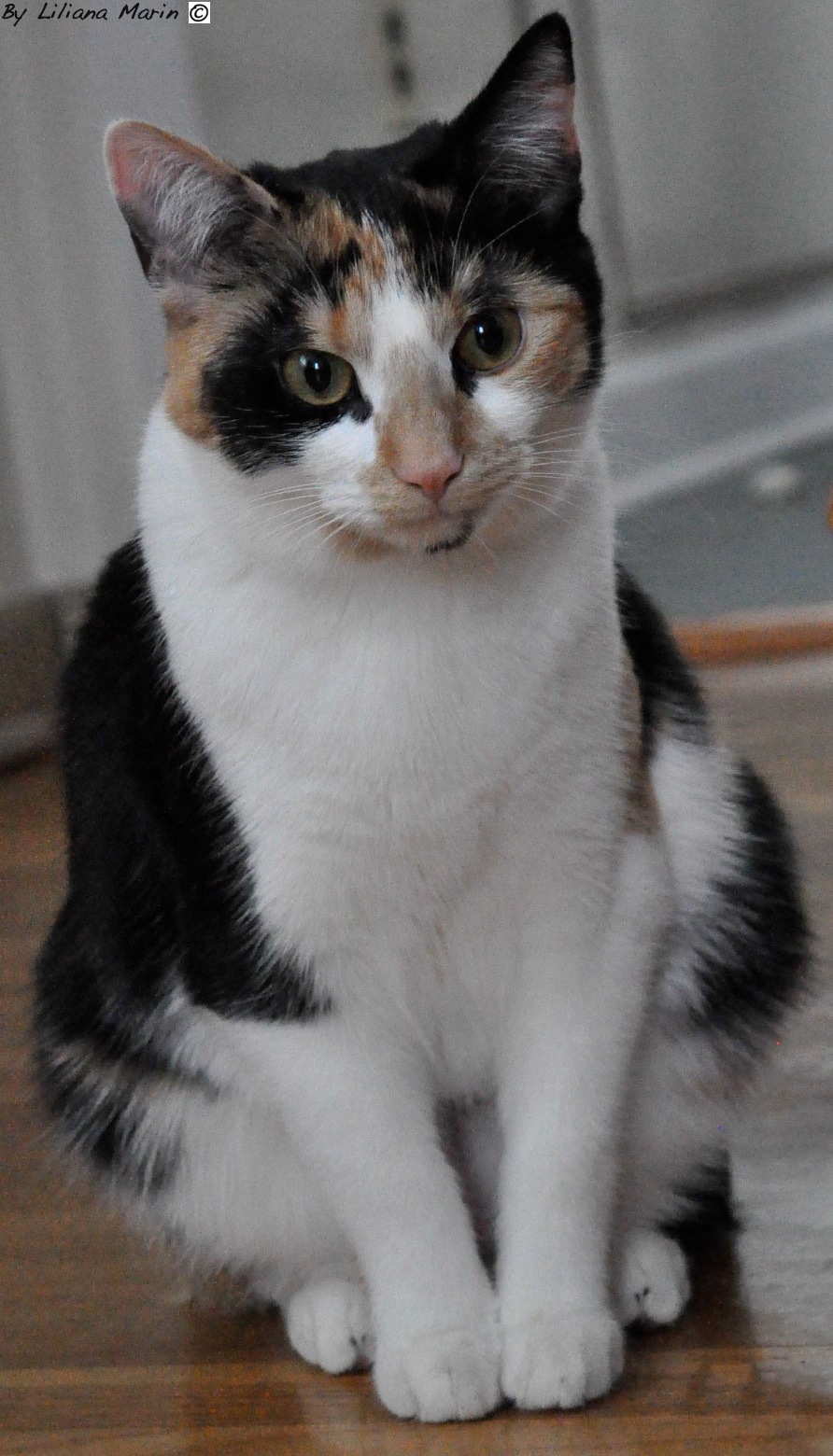 Calico