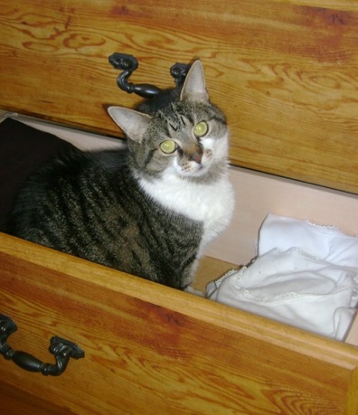 Drawer