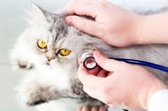 Cat during examination by doctor
